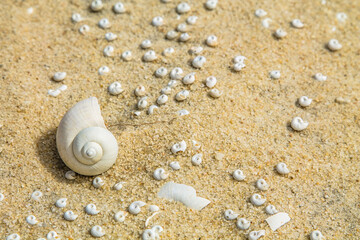 shells on the beach