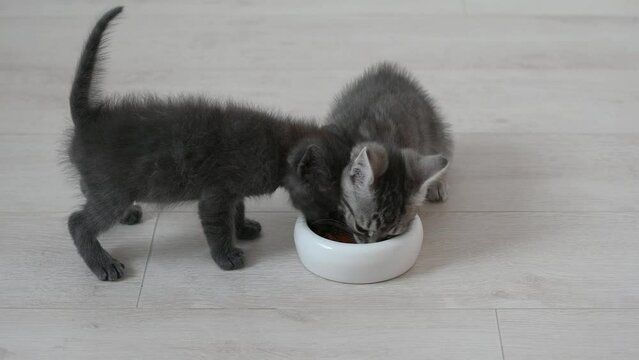 cute fluffy gray kitten cat eats food in the apartment on a light background large licks. High quality 4k footage