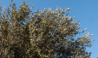 Olive tree branches and green olives with blue sky. 
