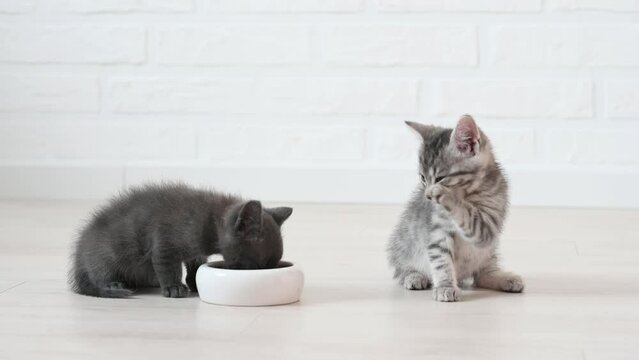 cute fluffy gray kitten cat eats food in the apartment on a light background large licks. High quality 4k footage