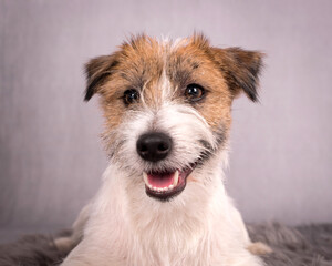 portrait of the Jack Russell Terrier - JRT