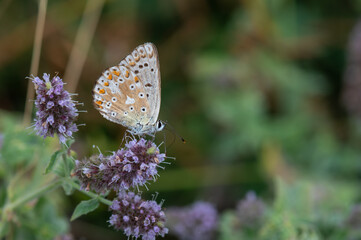 butterfly on a flower