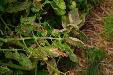 Tomato leaves with dark dry spots. Leaves affected by disease or pests. Problems with amateur...