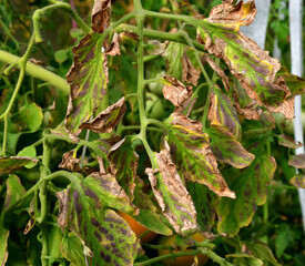 Tomato leaves with dark dry spots. Leaves affected by disease or pests. Problems with amateur...