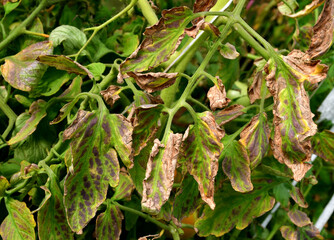 Tomato leaves with dark dry spots. Leaves affected by disease or pests. Problems with amateur...