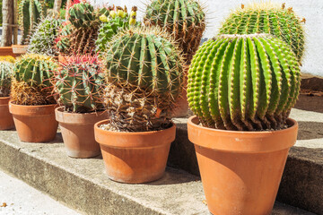 Cacti in pots in botanical garden