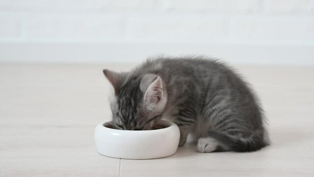cute fluffy gray kitten cat eats food in the apartment on a light background large licks. High quality 4k footage