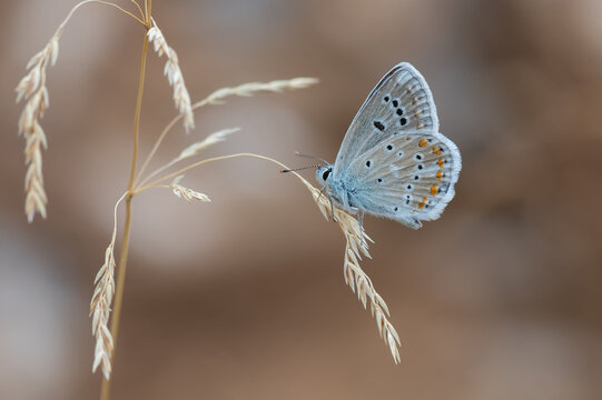 Fototapeta butterfly on a grass