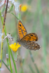 Küçük Esmerboncuk » Lasiommata megera » Wall