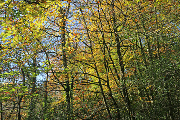 Beech trees in Autumn	