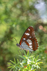 Obraz na płótnie Canvas Nymphalidae / Akdeniz Hanımeli Kelebeği / Southern White Admiral / Limenitis reducta