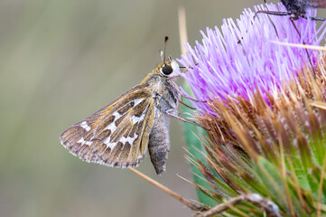 Gümüş Benekli Zıpzıp » Hesperia comma » Silver-spotted Skipper