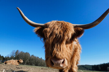 highland rustique vache corne 