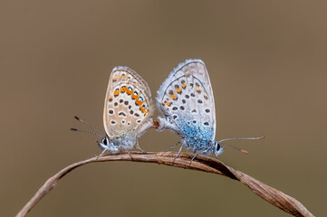 Lycaenidae / Gümüş Lekeli Esmergöz / Silver-studded Blue / Plebejus argus