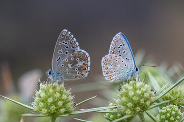 butterfly on a flower