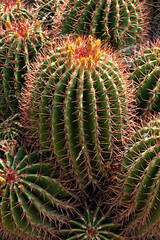 Naklejka na ściany i meble close up view of cluster of lemon barrel cacti