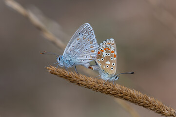 butterfly on a leaf