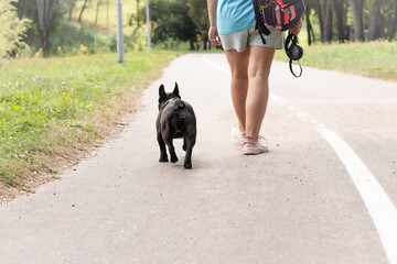 Naklejka na ściany i meble Cute black French bulldog walks in the park on a beautiful summer day