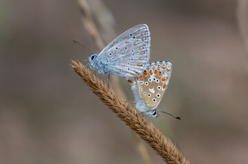butterfly on a flower