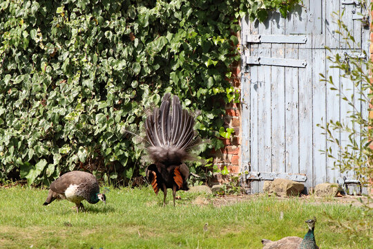A wonderful image of a Peacock with their feathers stretched out in a fan shape. Photo taken from behind the bird.