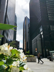 Business district skyscrapper financial toronto canada business building flower walking street sun blue sky