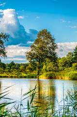 Fototapeta na wymiar summer landscape, lake view on a sunny day
