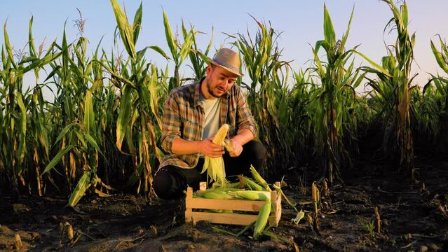 Front view a young man farmer has harvested in a box, peels the corn cob from leaves and shows excellent quality. Yellow ripe corn in the hands of a field worker, the pleasure of work. Copy space.