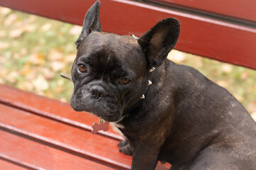 ortrait of a sad black French bulldog Sad dog sitting on a bench Concept love and care for pets