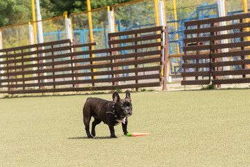 a black French bulldog on a walk in the park. Pet Care Dog playing with a ball outside
