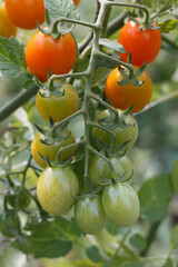 tomatoes on a branch