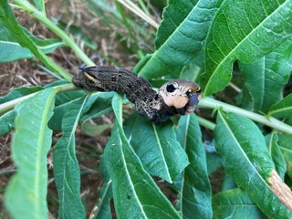Hawk moth caterpiller in a defensive/aggressive stance