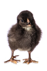 Obraz premium Cute chicken isolated on white background