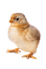 Cute chicken isolated on white background