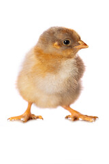 Cute chicken isolated on white background