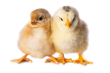 Cute chicken isolated on white background