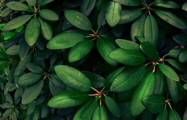 Rhododendron leaves bush close up as floral natural botanical tropical exotic dark  fantasy like mysterious  palm jungle foliage summer pattern backdrop background wallpaper