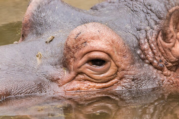 Relaxed Hippo