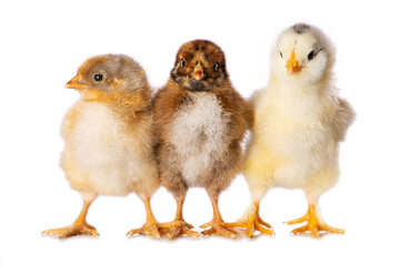 Cute chicken isolated on white background