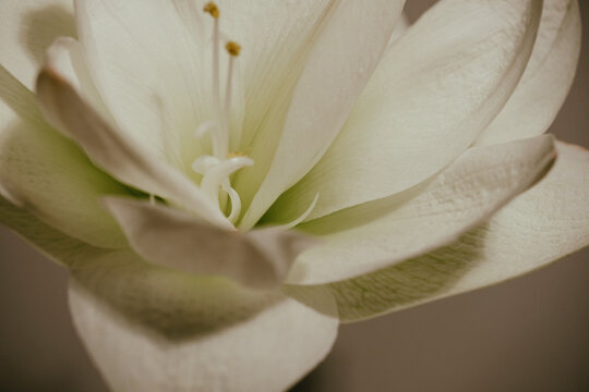 Beautiful blooming white amaryllis on dark background. White flower with visible delicate anthers. Post card. Greeting card. Flower background