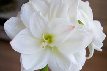 Obraz na płótnie Canvas Beautiful blooming white amaryllis on dark background. White flower with visible delicate anthers. Post card. Greeting card. Flower background