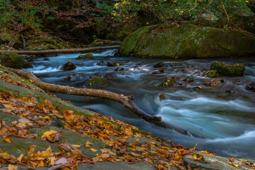 Autumn Forest Stream