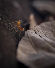 Vertical shot of an ant approaching a dry leaf