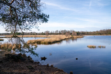 Lake view during daytime with pine trees surrounding the lake in The Netherlands