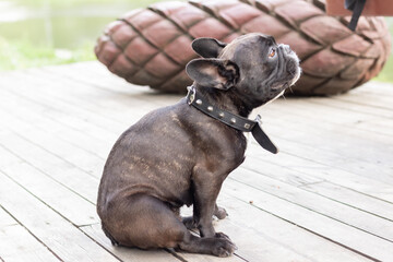 a black French bulldog on a walk in the park scratches his anus - obrazy, fototapety, plakaty