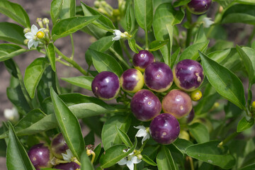 Hot pepper variety with small purple fruits, top view.