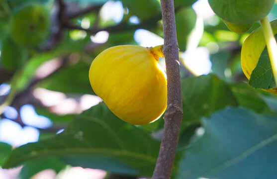 A yellow fig on a branch