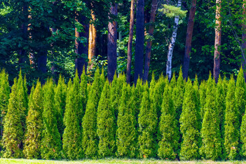 A number of thuja trees grow near the forest