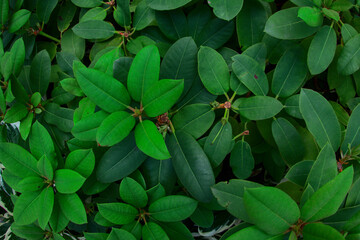 Rhododendron leaves bush close up as floral natural botanical tropical exotic dark palm jungle foliage summer pattern backdrop background wallpaper
