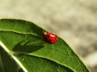 ladybug on leaf walking upside down