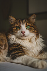 Fototapeta premium Portrait of beautiful female cat 